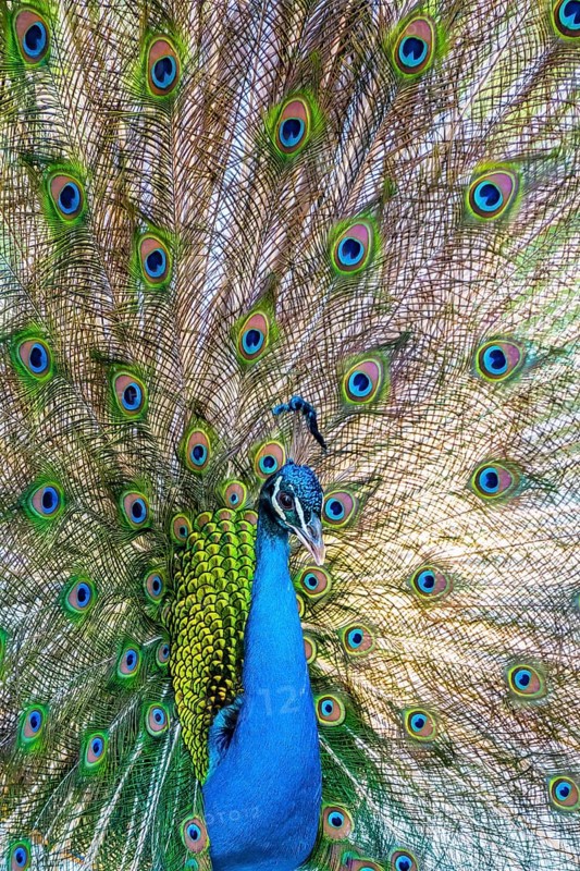 Peacock Indian peafowl (Pavo cristatus) beats wheel