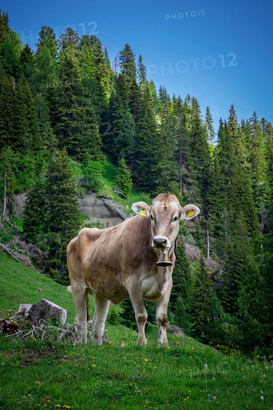 Tyrolean grey cattle on a pasture