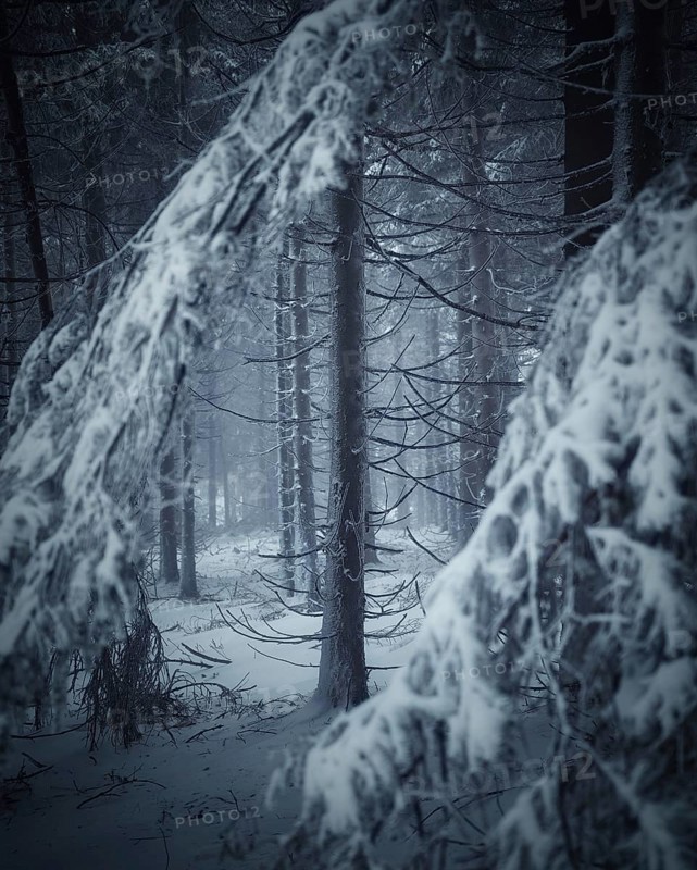 Trunk and branches of conifer in winter