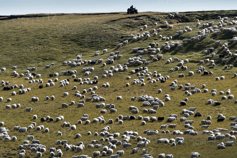 Domestic sheep (Ovis aries)