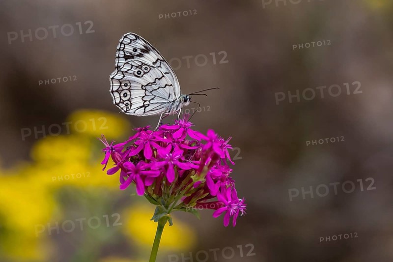 Marbled white (Melanargia galathea) sitting on flowering plant