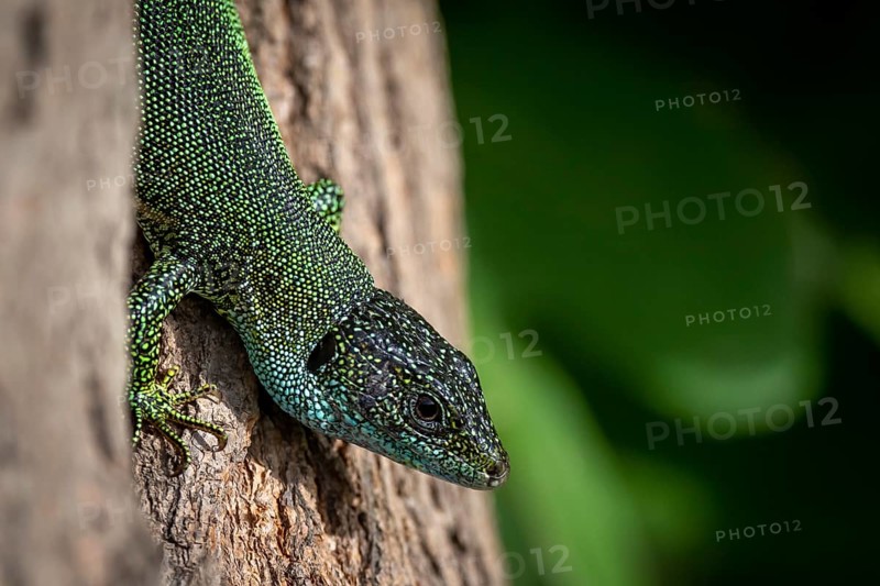 European green lizard (Lacerta viridis) on tree trunk