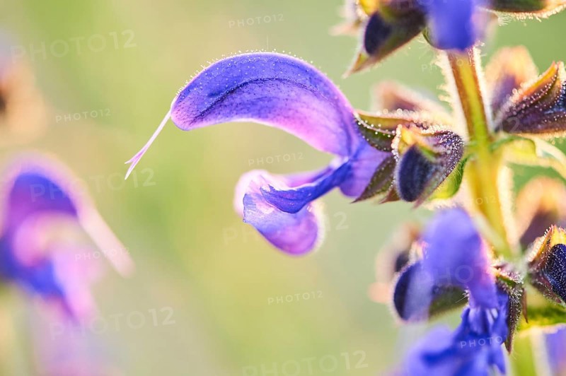 Meadow clary (Salvia pratensis) blooming in a meadow