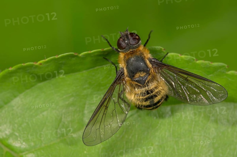 Hottentot fly (Villa hottentotta) sunning itself on a leaf