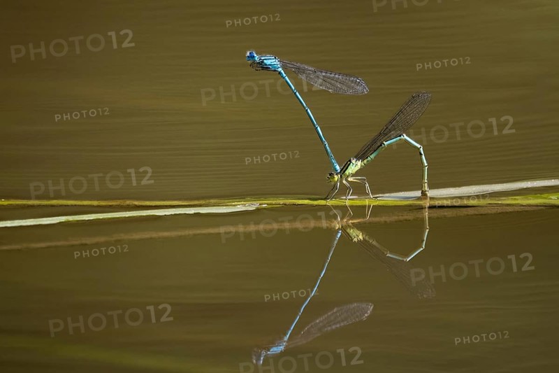Azure damselflies (Coenagrion puella) laying eggs