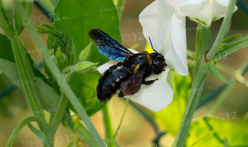 Violet carpenter bee (Xylocopa violacea)