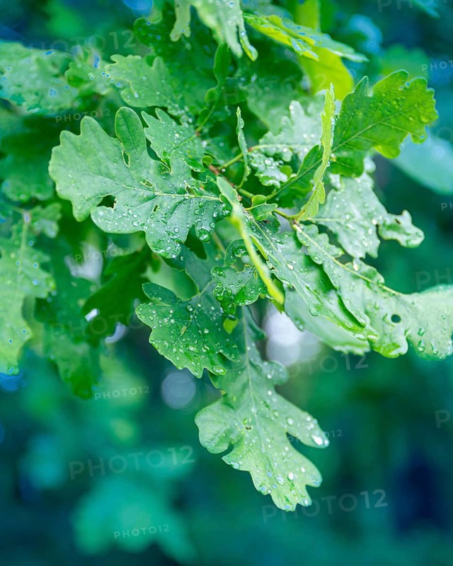 Wet leaves of a young oak. Village of Sapolno