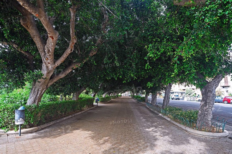 Path under ancient ficus tree (Ficus)
