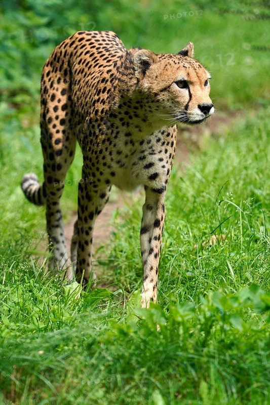 Sudan cheetah (Acinonyx jubatus soemmeringii)