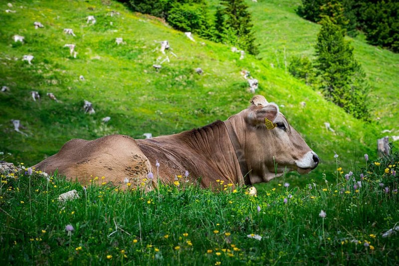 Tyrolean grey cattle on a pasture