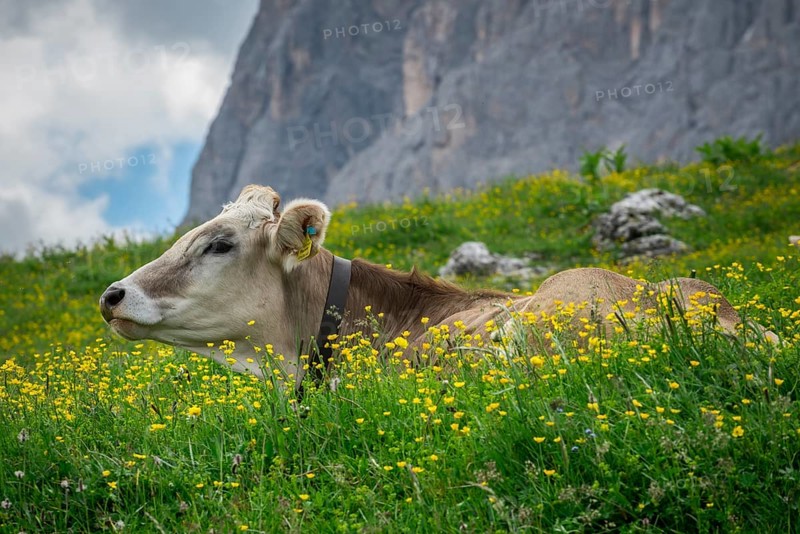 Tyrolean grey cattle on a pasture