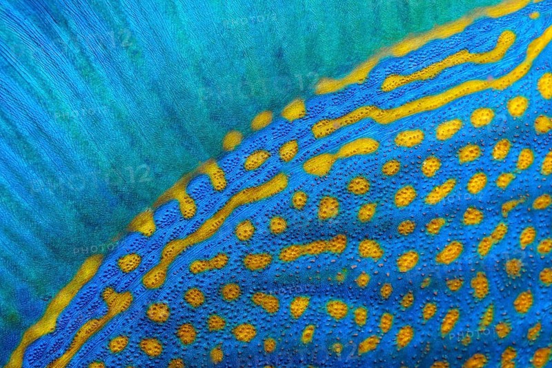 Dorsal fin and scales of blue stripe triggerfish (Pseudobalistes fuscus)