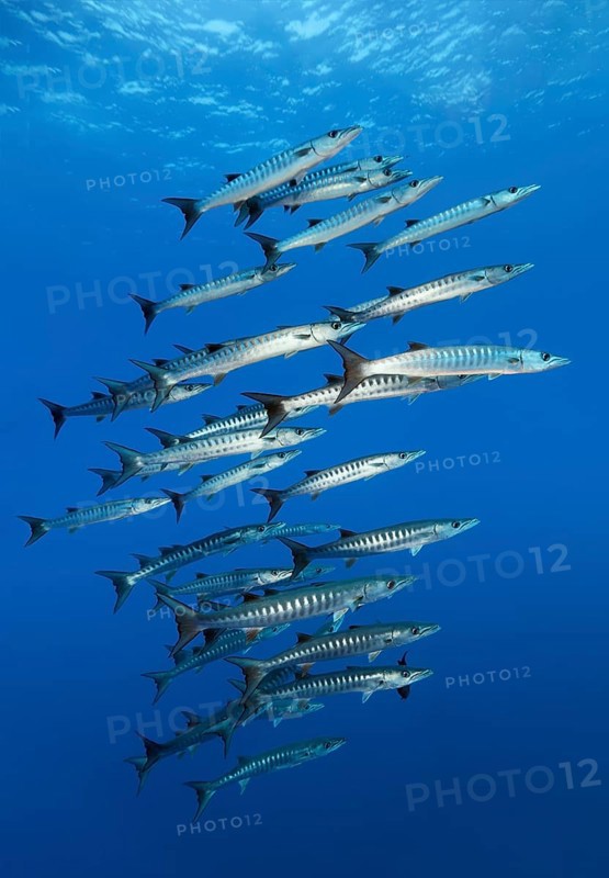 Shoal of darkfin barracuda (Sphyraena qenie)