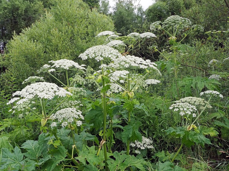 Giant hogweed (Heracleum mantegazzianum)