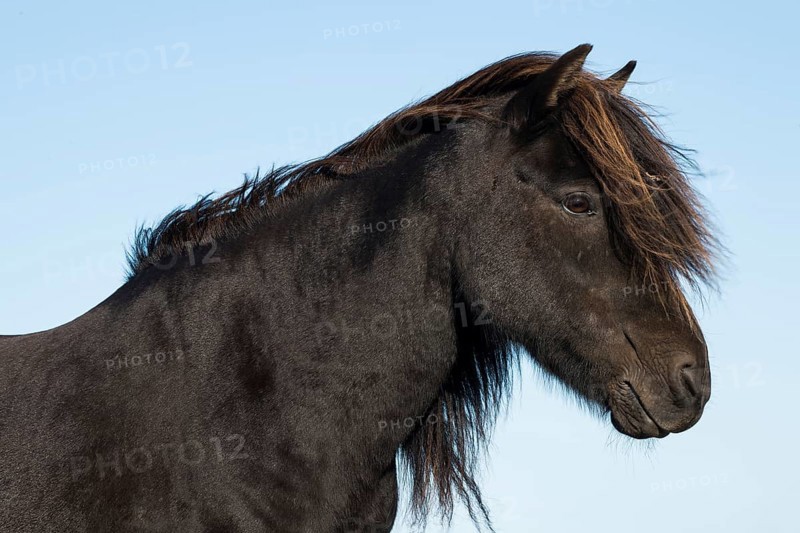 Icelandic horse (Equus islandicus)