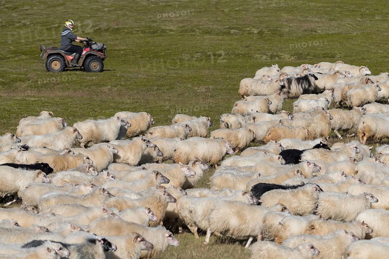 Domestic sheep (Ovis aries)