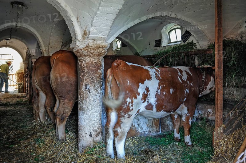 Cows in a historical cowshed
