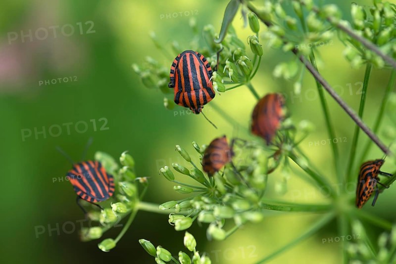 Italian striped-bugs (Graphosoma italicum) on a goutweed flower Ground elder (Aegopodium podagraria)