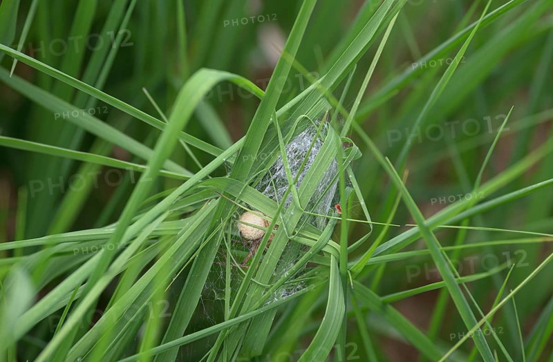 Wolf spider (undetermined) (Lycosidae indet.)