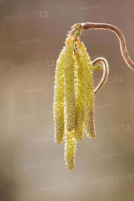Common hazel (Corylus avellana 'Contorta') blooming