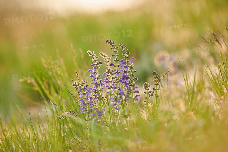 Meadow clary (Salvia pratensis) blooming in a meadow