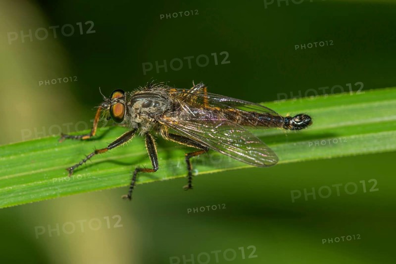 Tolmerus atricapillus (Tolmerus atricapillus) on a blade of grass
