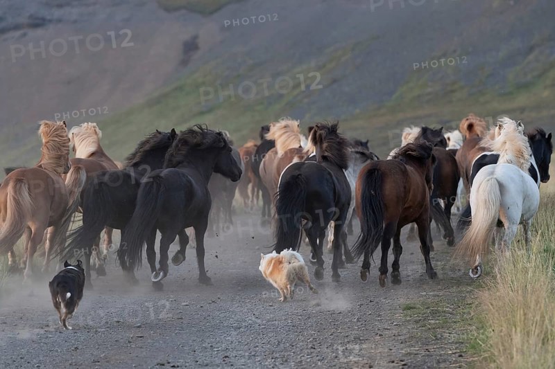 Dogs helping to round up Icelandic horses