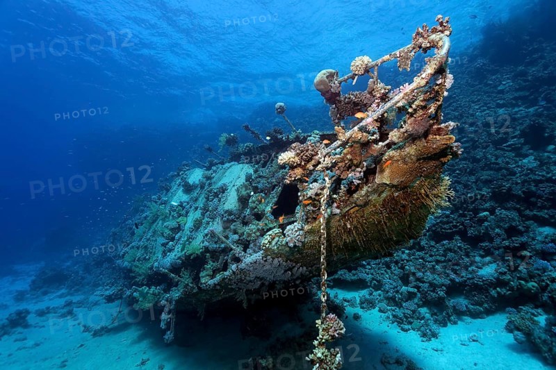Wreck covered with Anthozoa (Anthozoa) and lower animals (Evertebrata)