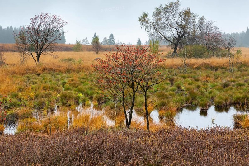 Autumn In the Platten Venn
