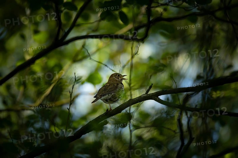 Song thrush (Turdus philomelos) Hamburg