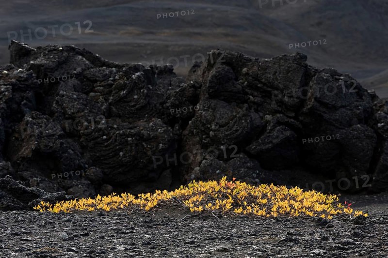 Autumn Arctic willow (Salix arctica) or Arctic Willow