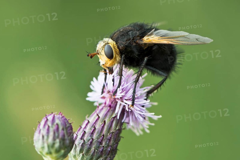 Giant tachinid fly (Tachina grossa)