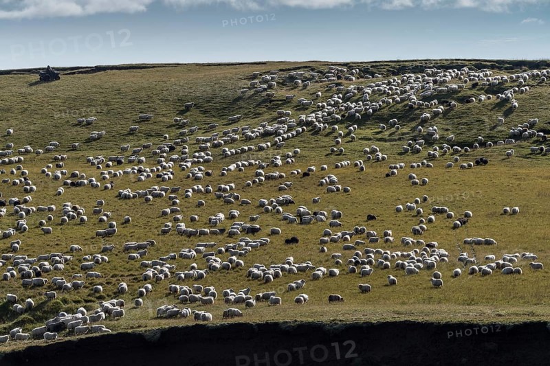 Domestic sheep (Ovis aries)