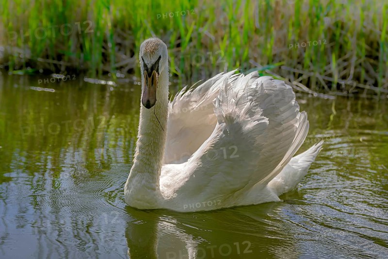 Swan (Cygnus Olor)