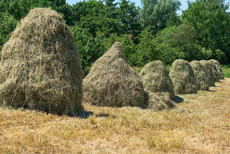 Piled up haystacks on a field