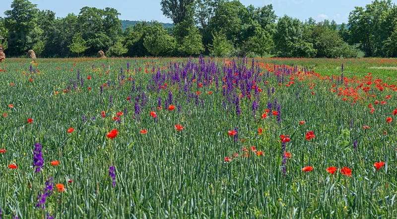 Poppy and columbine in a green cornfield