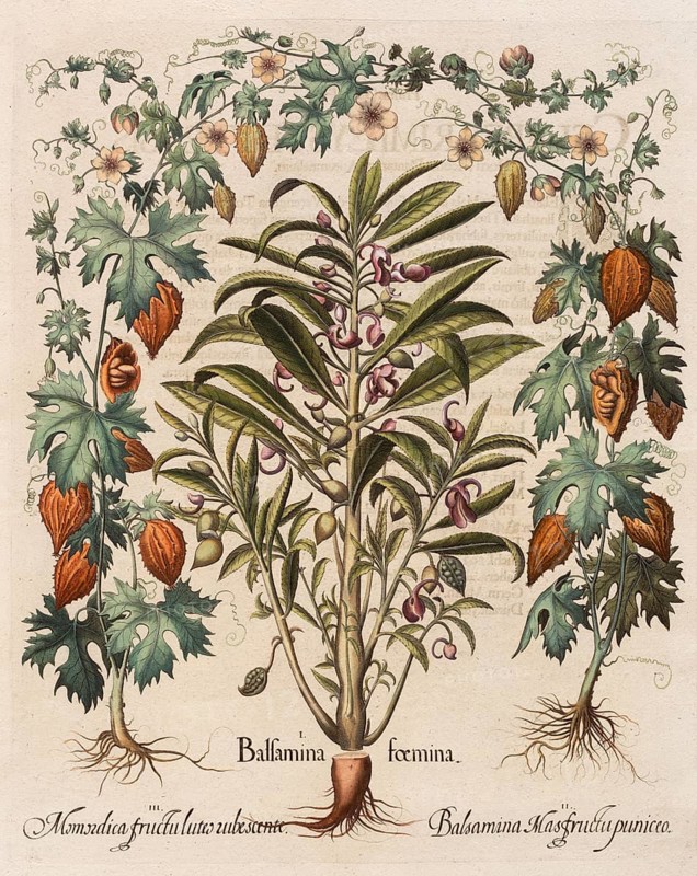 Balsam apple Bitter melon (Momordica charantia) Hand-coloured copper engraving by Basilius Besler