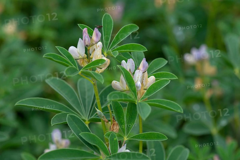 Flowers of a broad bean (Vicia faba)