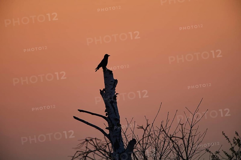 Carrion crow (Corvus corone) on a dead tree at sunset