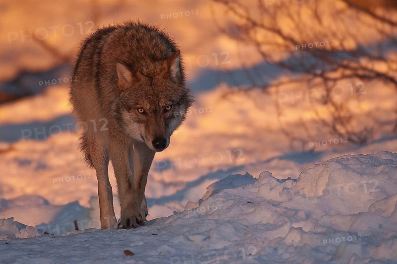 European Gray wolf (Canis lupus) laces up on a game trail in snow