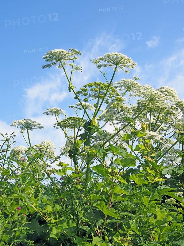 Giant hogweed (Heracleum mantegazzianum)