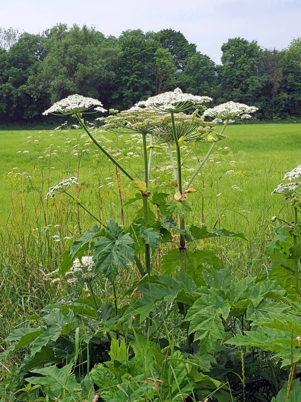 Giant hogweed (Heracleum mantegazzianum)