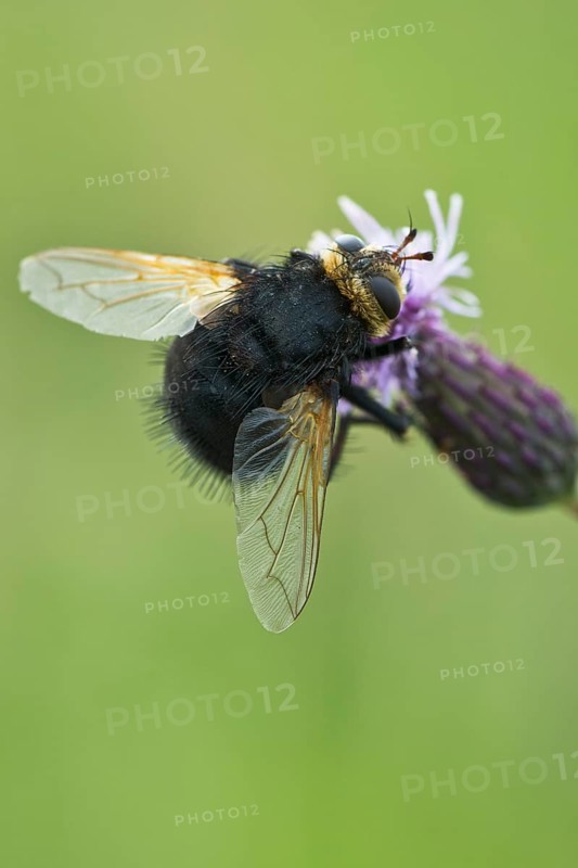 Giant tachinid fly (Tachina grossa)