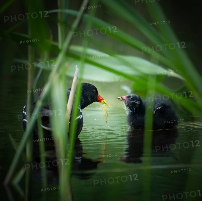 Common moorhen (Gallinula chloropus) with chicks