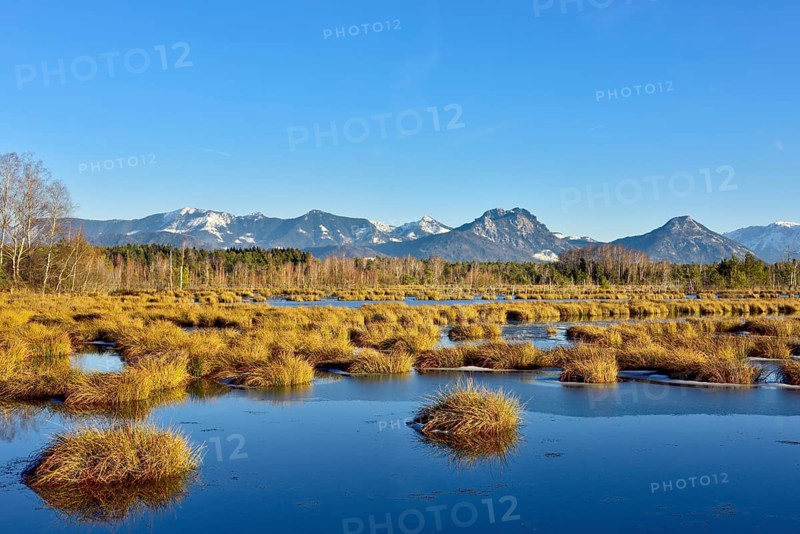 Moor pond with common Common Club-rushes (Schoenoplectus lacustris) and group of trees Common pine (Pinus sylvestris) and Downy birch (Betula pubescens)