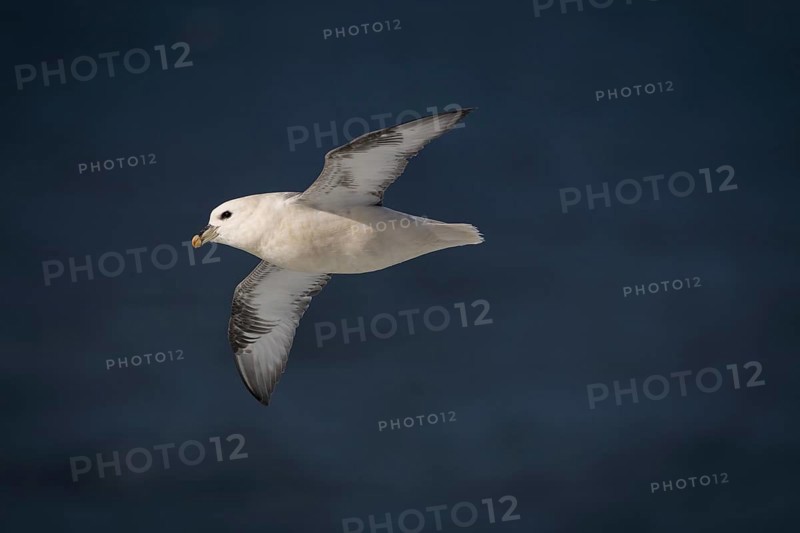 Northern fulmar (Fulmarus glacialis) in flight