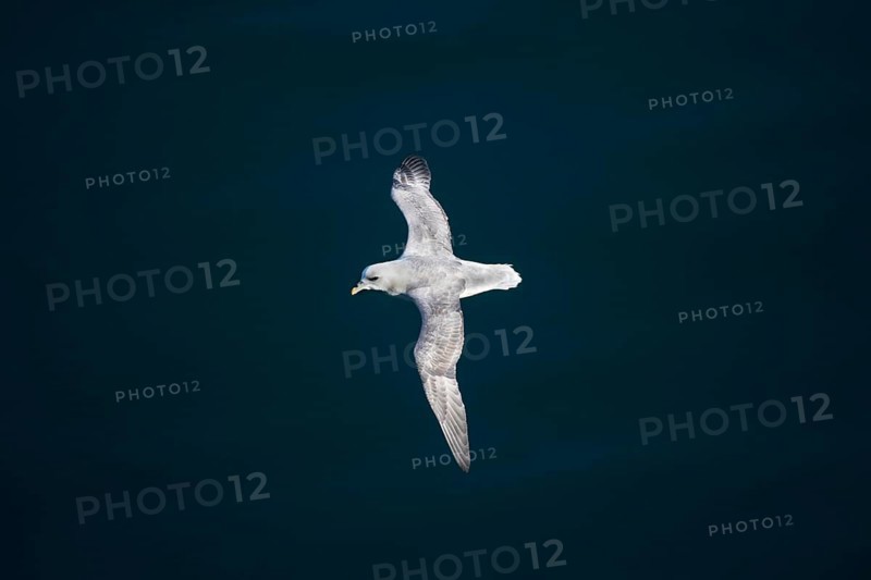 Northern fulmar (Fulmarus glacialis) in flight