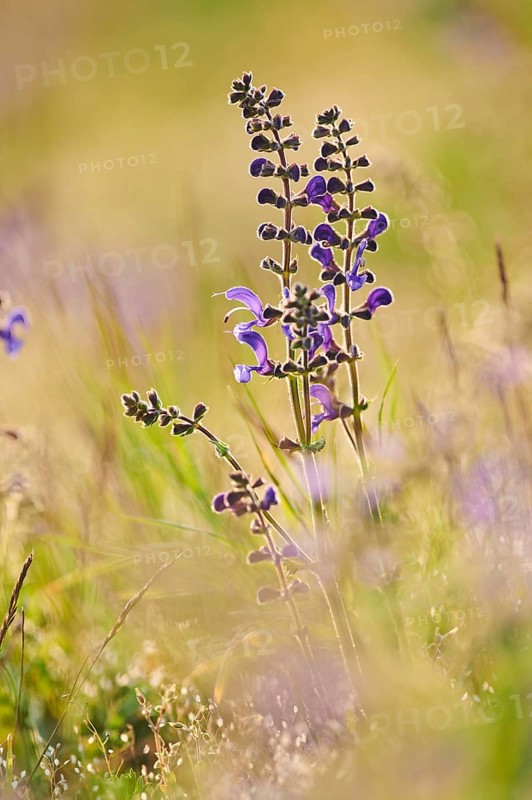 Meadow clary (Salvia pratensis) blooming in a meadow