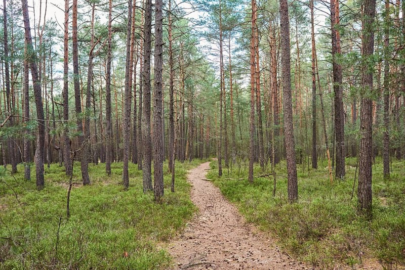 Trail going throug European red pine (Pinus sylvestris)