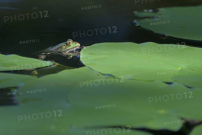 Green frog (Rana esculenta)